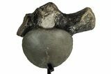 Fossil Mosasaur (Clidastes?) Vertebra w/ Metal Stand - Texas #335031-3